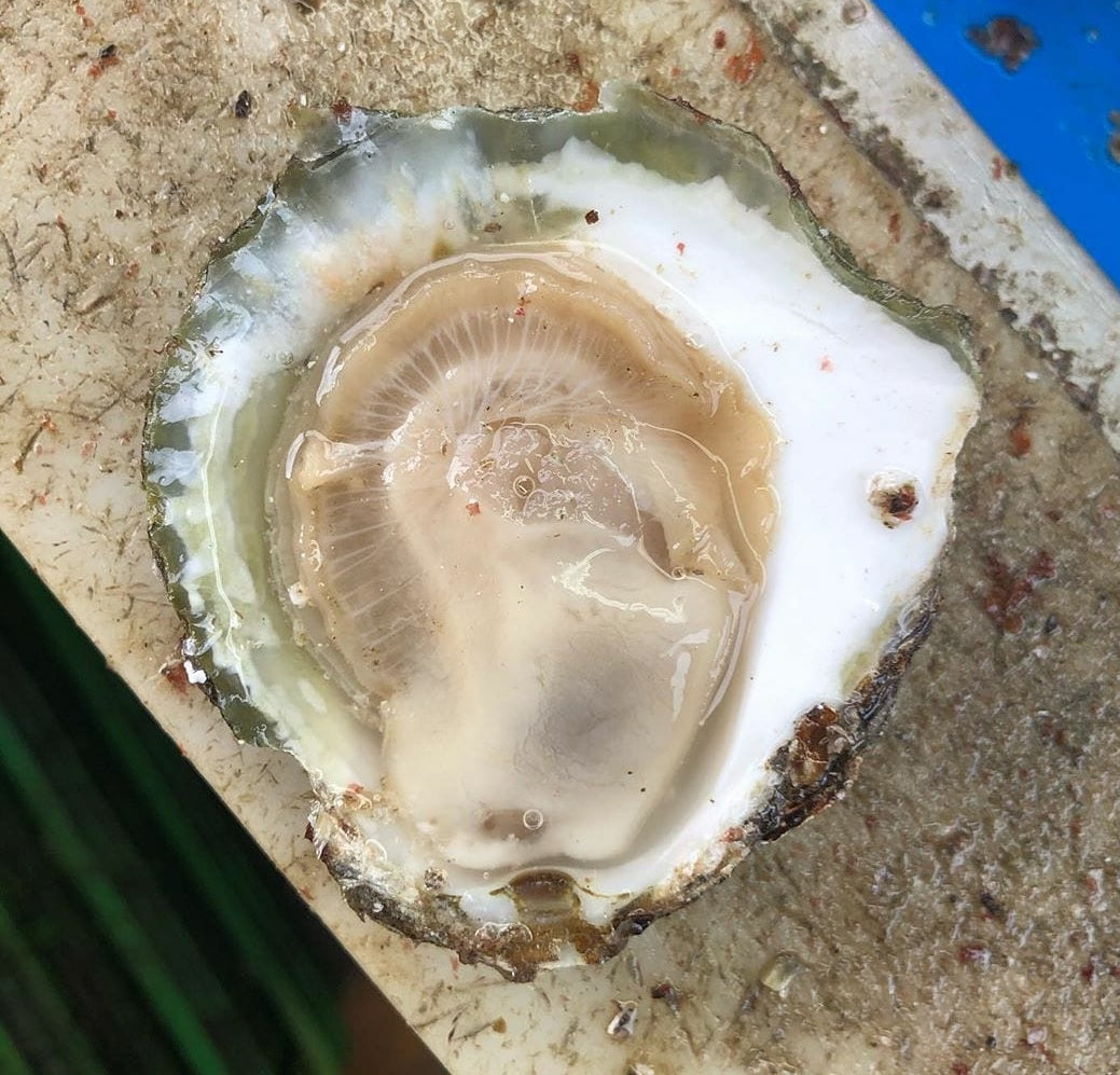 Exploring the World of Oysters: The European Flat Oyster